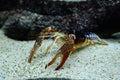 Crayfish Procambarus clarkii ghost in the aquarium Royalty Free Stock Photo