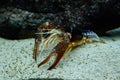 Crayfish Procambarus clarkii ghost in the aquarium Royalty Free Stock Photo