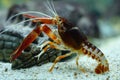 Crayfish Procambarus clarkii ghost in the aquarium Royalty Free Stock Photo