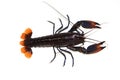 Crayfish Procambarus clarkii ghost in the aquarium Royalty Free Stock Photo