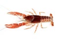 Crayfish Procambarus clarkii ghost in the aquarium Royalty Free Stock Photo