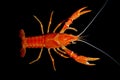 Crayfish Procambarus clarkii ghost in the aquarium Royalty Free Stock Photo