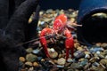 Crayfish Procambarus clarkii ghost in the aquarium Royalty Free Stock Photo