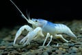 Crayfish Procambarus clarkii ghost in the aquarium Royalty Free Stock Photo