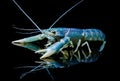 Crayfish Procambarus Clarkii Ghost Royalty Free Stock Photo