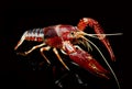 Crayfish Procambarus Clarkii Ghost Royalty Free Stock Photo