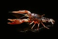 Crayfish Procambarus Clarkii Ghost Royalty Free Stock Photo