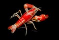 Crayfish Procambarus Clarkii Ghost Royalty Free Stock Photo
