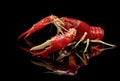 Crayfish Procambarus Clarkii Ghost Royalty Free Stock Photo