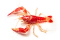 Crayfish Procambarus Clarkii Ghost Royalty Free Stock Photo