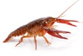 Crayfish Procambarus Clarkii Ghost Royalty Free Stock Photo