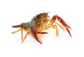 Crayfish Procambarus Clarkii Ghost Royalty Free Stock Photo
