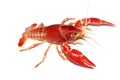 Crayfish Procambarus clarkii ghost in the aquarium Royalty Free Stock Photo