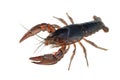 Crayfish Procambarus clarkii ghost in the aquarium Royalty Free Stock Photo