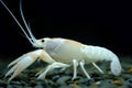 Crayfish Procambarus clarkii ghost in the aquarium Royalty Free Stock Photo