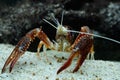 Crayfish Procambarus clarkii ghost in the aquarium Royalty Free Stock Photo