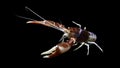 Crayfish procambarus clarkii ghost, raising freshwater aquarium Royalty Free Stock Photo