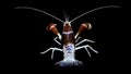 Crayfish procambarus clarkii ghost, raising freshwater aquarium Royalty Free Stock Photo