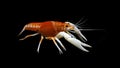 Crayfish procambarus clarkii ghost, raising freshwater aquarium Royalty Free Stock Photo