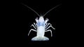 Crayfish procambarus clarkii ghost, raising freshwater aquarium Royalty Free Stock Photo