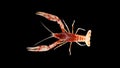 Crayfish procambarus clarkii ghost, raising freshwater aquarium Royalty Free Stock Photo