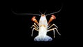 Crayfish procambarus clarkii ghost, raising freshwater aquarium Royalty Free Stock Photo