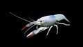 Crayfish procambarus clarkii ghost, raising freshwater aquarium Royalty Free Stock Photo