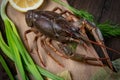Crayfish. Red boiled crawfishes on table in rustic style, closeup. Lobster closeup. Royalty Free Stock Photo