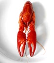 Crayfish red boiled european Austropotamobius pallipes