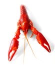 Crayfish red boiled european Austropotamobius pallipes Royalty Free Stock Photo