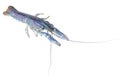 Crayfish or redclaw shrimp two nippers freedom blue color. Isolated on white background. amphibians animal life. long two antennae Royalty Free Stock Photo