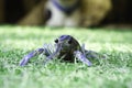 crayfish or redclaw shrimp two nippers freedom on green grass background. amphibians animal life Royalty Free Stock Photo