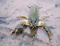 Crayfish On The River-Bank Royalty Free Stock Photo