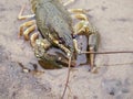 Crayfish On The River-Bank Royalty Free Stock Photo