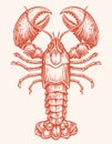 Crayfish, seafood vector. Crustacean aquatic animal, lobster in vintage engraving style. Sketch illustration