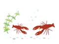 Crayfish set Royalty Free Stock Photo