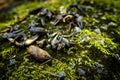 Crayfish Shells Mossy Rocks Royalty Free Stock Photo