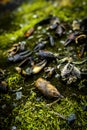 Crayfish Shells Mossy Rocks Royalty Free Stock Photo