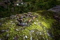 Crayfish Shells Mossy Rocks Royalty Free Stock Photo