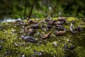 Crayfish Shells Mossy Rocks Royalty Free Stock Photo