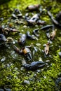 Crayfish Shells Mossy Rocks Royalty Free Stock Photo