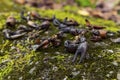 Crayfish Shells Mossy Rocks Royalty Free Stock Photo