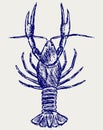 Crayfish sketch