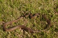 Crayfish Snake - Regina grahamii -