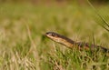 Crayfish Snake