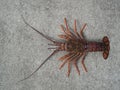 Crayfish spiney rock lobster