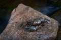 Crayfish on the stone in the river water, animal in the habitat. Astacus astacus, European noble crayfish from Brdy in Czech