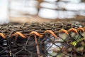 crayfish traps on a fishing boat. lobster wooden pots on the back of a fishing ship in australia Royalty Free Stock Photo