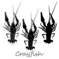 Crayfish vector illustration on a white background. Monochrome rayfish isolated on white