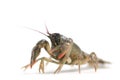 Crayfish on white background Royalty Free Stock Photo